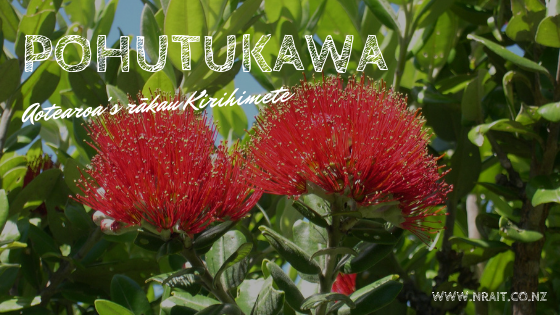 Pohutukawa tree